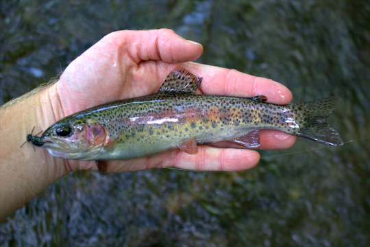 Rainbow trout were eating beetles on Rough Fork in Cataloochee Valley