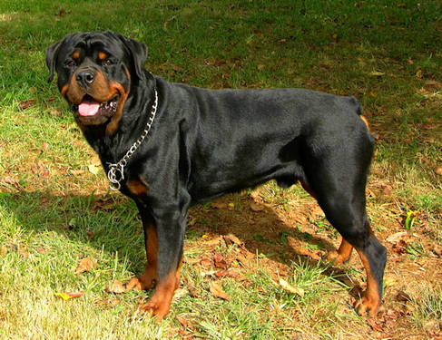 rottweiler grown grown german shepherd rottweiler mix breeds picture rottweiler grown grown german shepherd rottweiler mix breeds picture