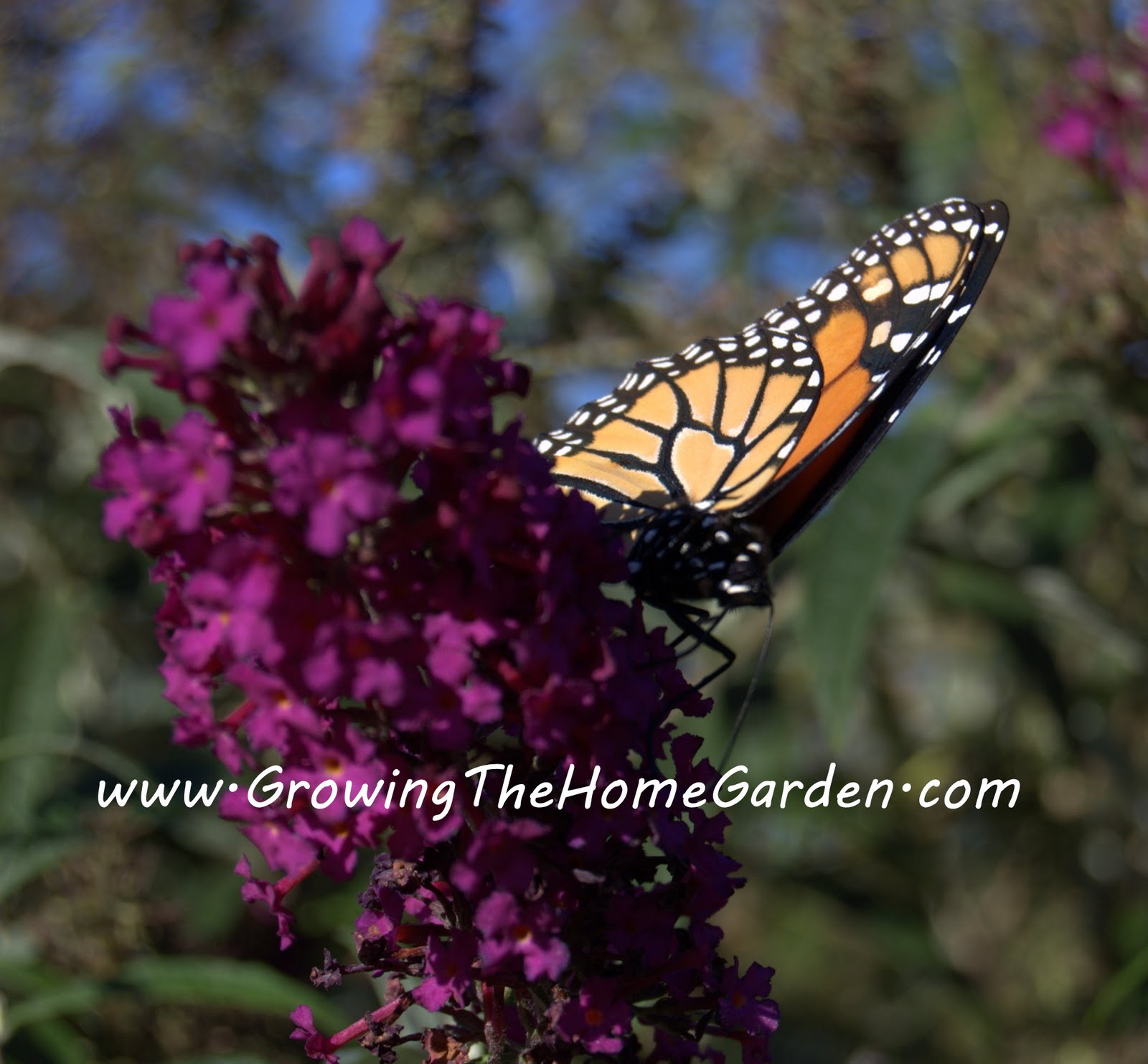 My Temple Of Nature Butterfly Bush Buddies