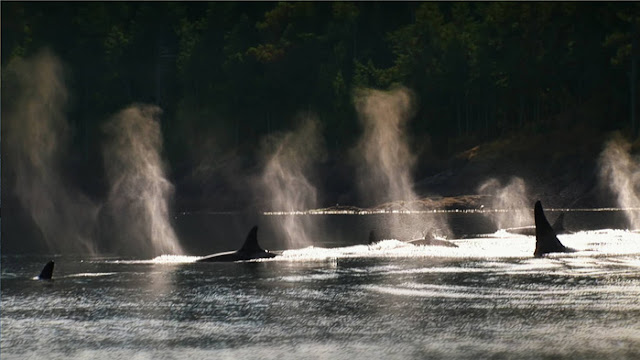 Blackfish Killer Whales doing natural things