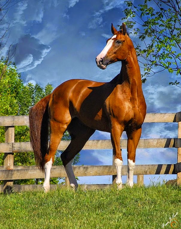las-mejores-fotos-de-caballos imagenes de fotografias-de-caballos-finos