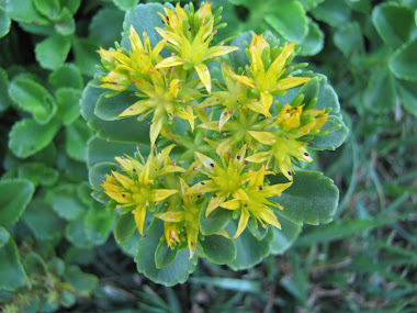 Ground Cover in Bloom