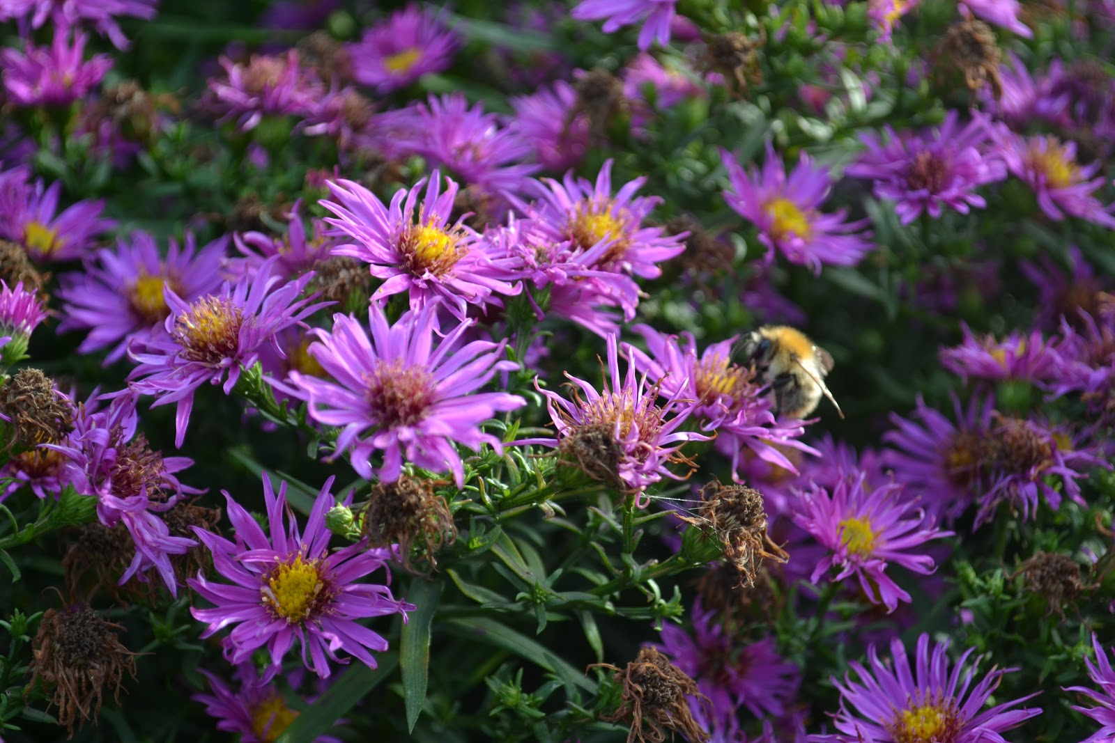 Michaelmas Daisy Family Friendly Plants Kidsinthegarden