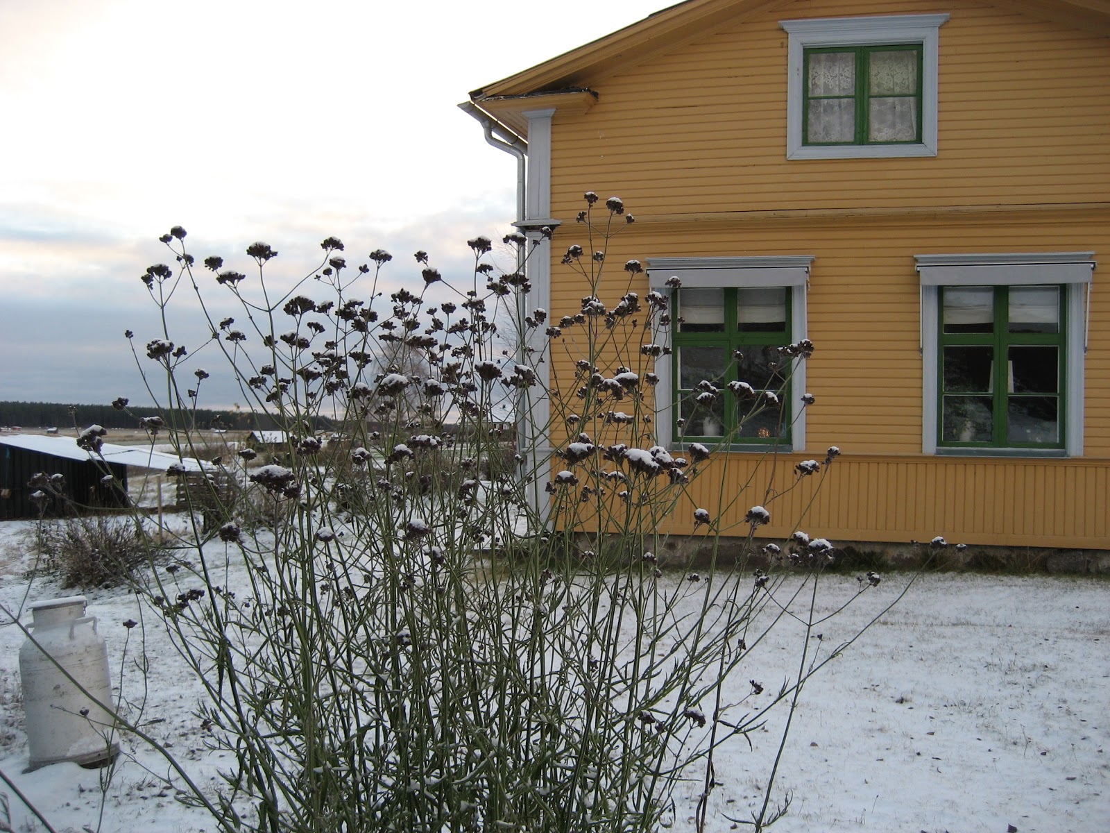 Livet på höjden Jätteverbena och hundspya Livet på höjden Jätteverbena och hundspya