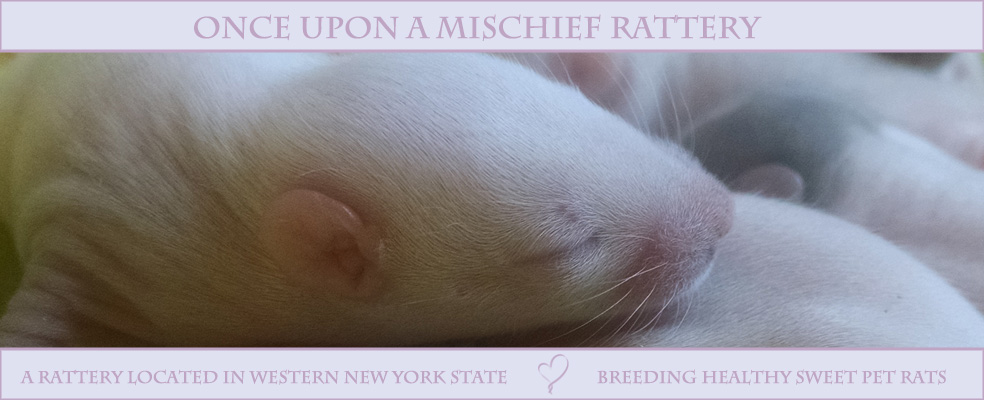 Once Upon a Mischief Rattery