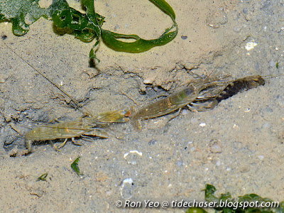 Snapping Shrimps (Alpheus sp.) Snapping Shrimps (Alpheus sp.)