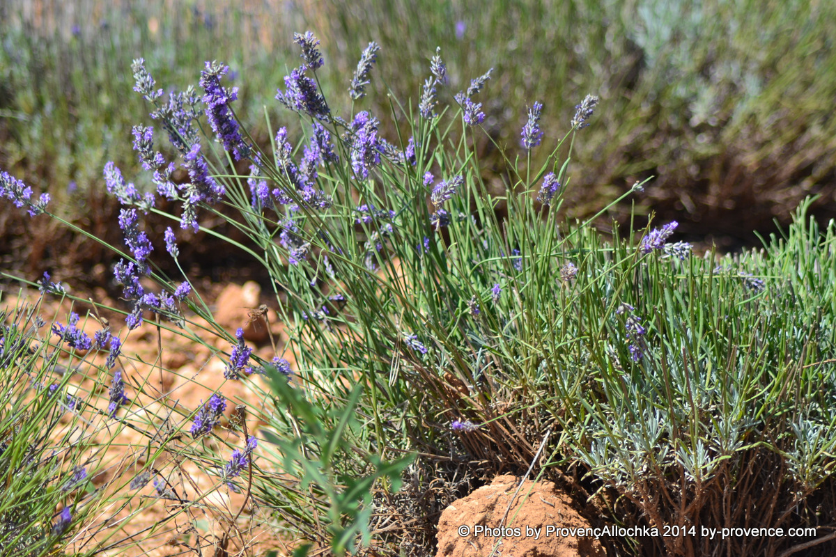 fleurs de lavane,lavande,plateau valensole,© Ala Zhurak-Tolari fleurs de lavande