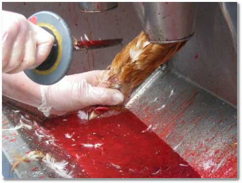 Animal Cruelty on Farms Essay