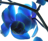 Orchidée Royal Blue