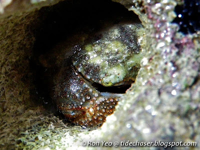 Short-haired Crab (Actumnus setifer) Short-haired Crab (Actumnus setifer)