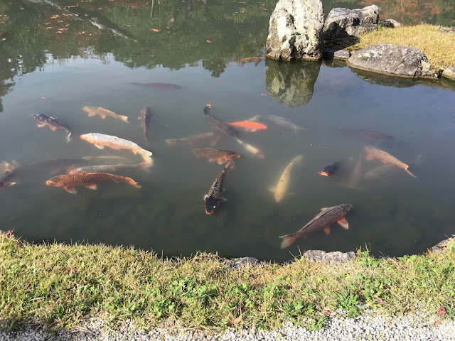 kyoto arashiyama tenryuuji tenryuji tenryu temple zen koi garden fall autumn red leaves momiji