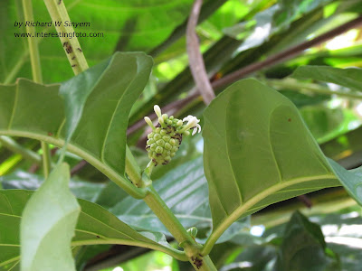 Mengkudu - Morinda citrifolia