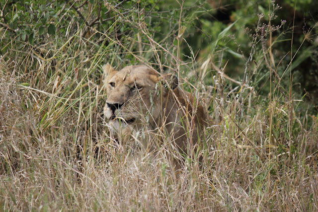 15 días de Safari y playa - Blogs de Tanzania - 2 de agosto de 2012. Primer día en el Serengeti (6)