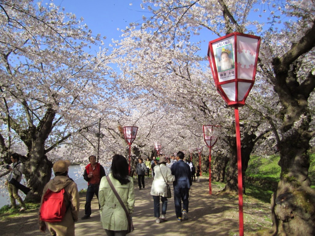Hirosaki Castle Park Sakura Tunnel by Day Hirosaki Castle Park Sakura Tunnel by Day 弘前公園 日中の桜トンネル