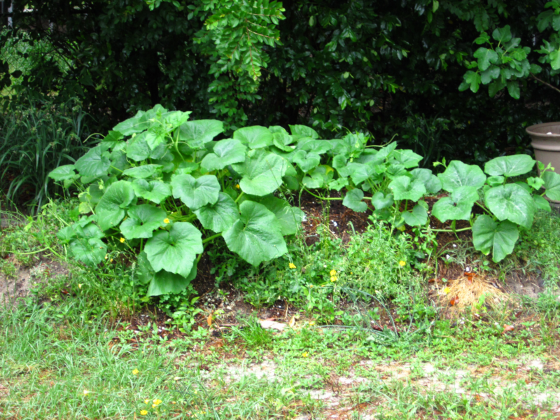 Wouldn't it be my luck if these turned out to be inedible gourds or something?!