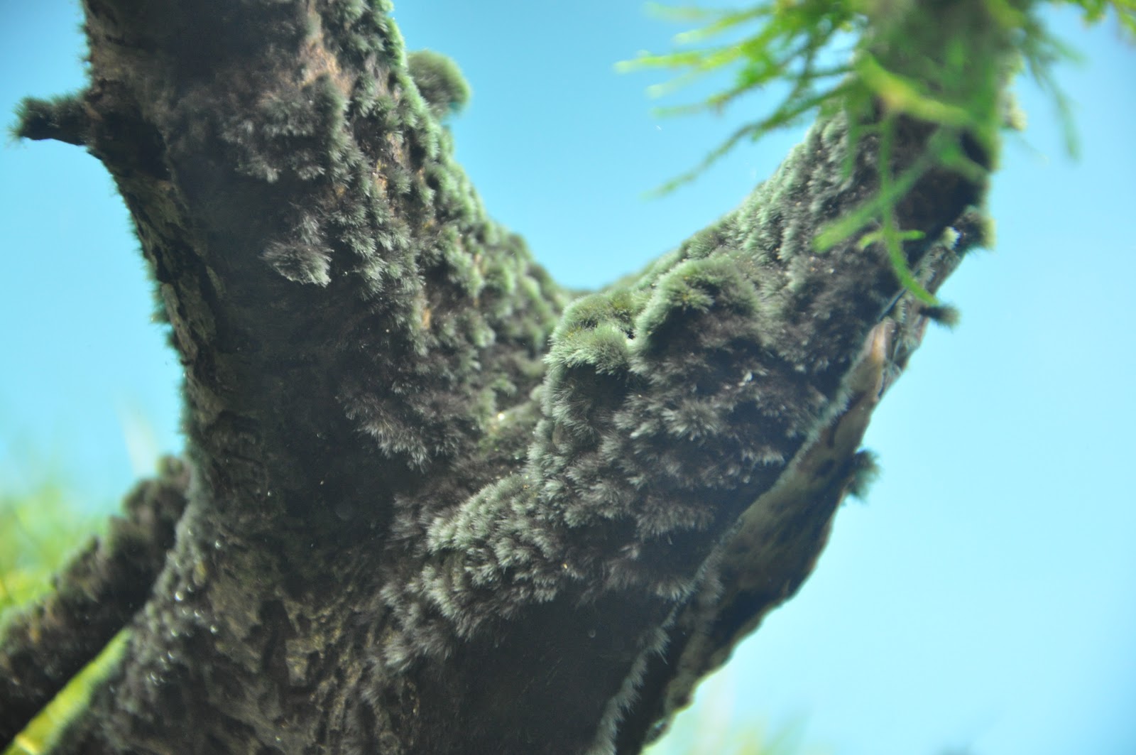 Aquarium feel the nature at home BBA Black Brush Algae