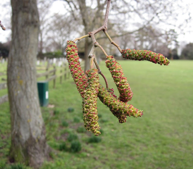 Alder catkins, Alnus glutinosa, in Cudham recreation ground. 25 February 2012 Alder catkins, Alnus glutinosa, in Cudham recreation ground. 25 February 2012.