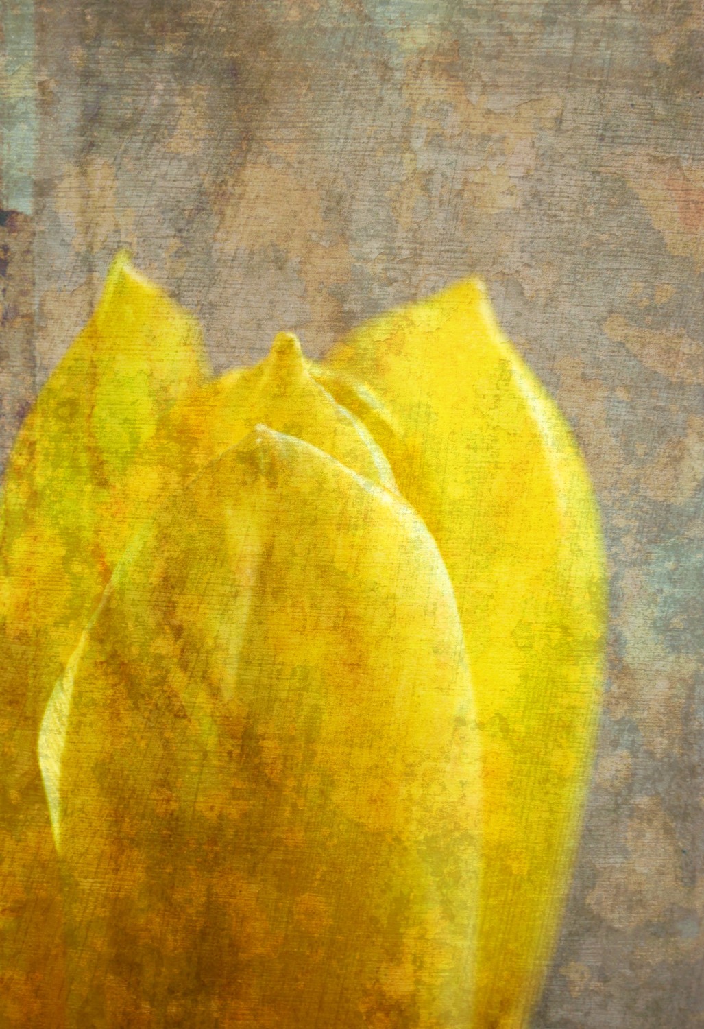 Honeymoon Tulips