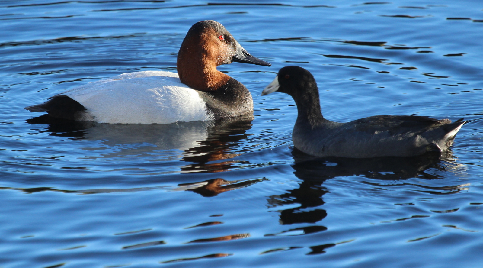 Beth's Blog Canvasback and Friends the Last of the Canvasback