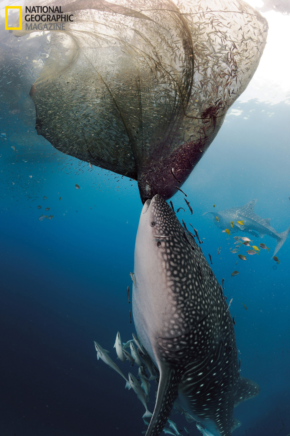 the maldive shark essay the maldive shark essay