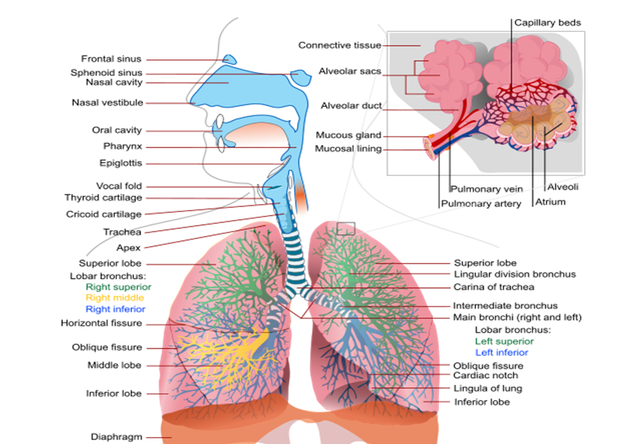 describe the structure and function of cartilage in the respiratory system