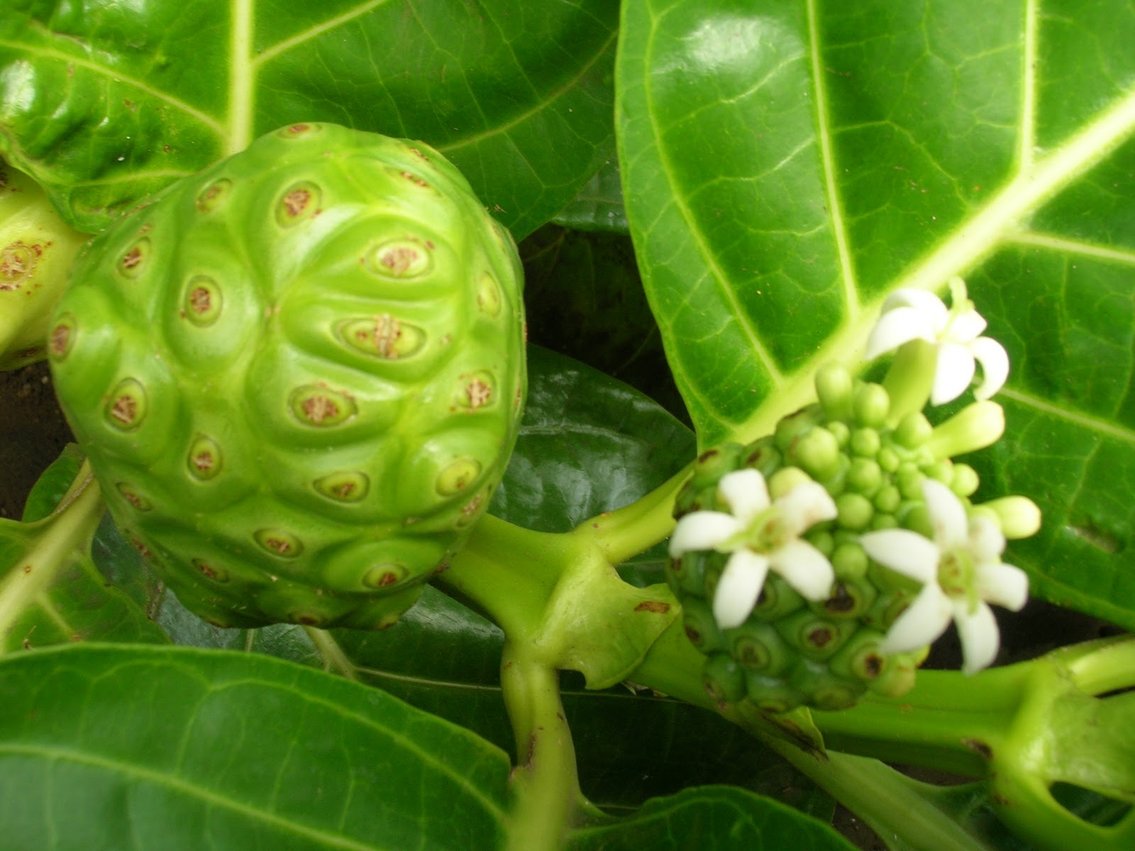 10 Semi Di Morinda Citrifolia (Noni) - Pianta Tropicale Rara