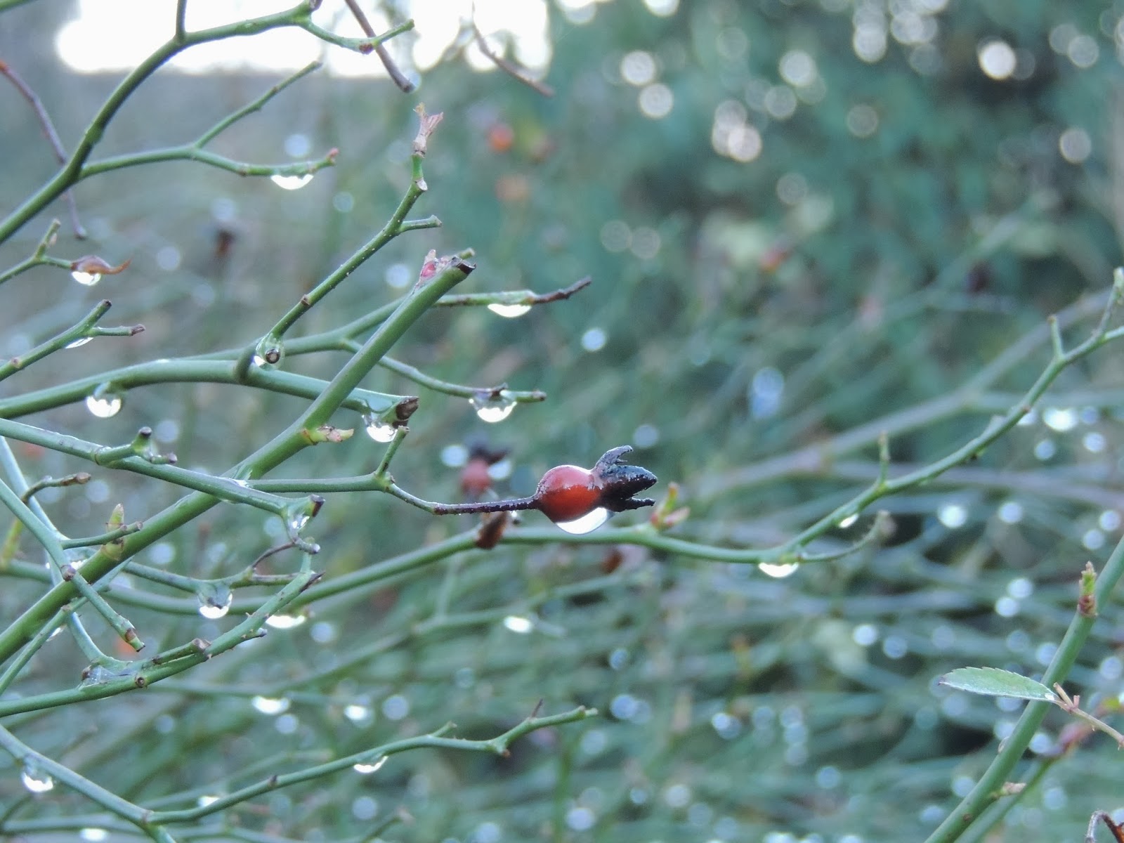 parure scintillante