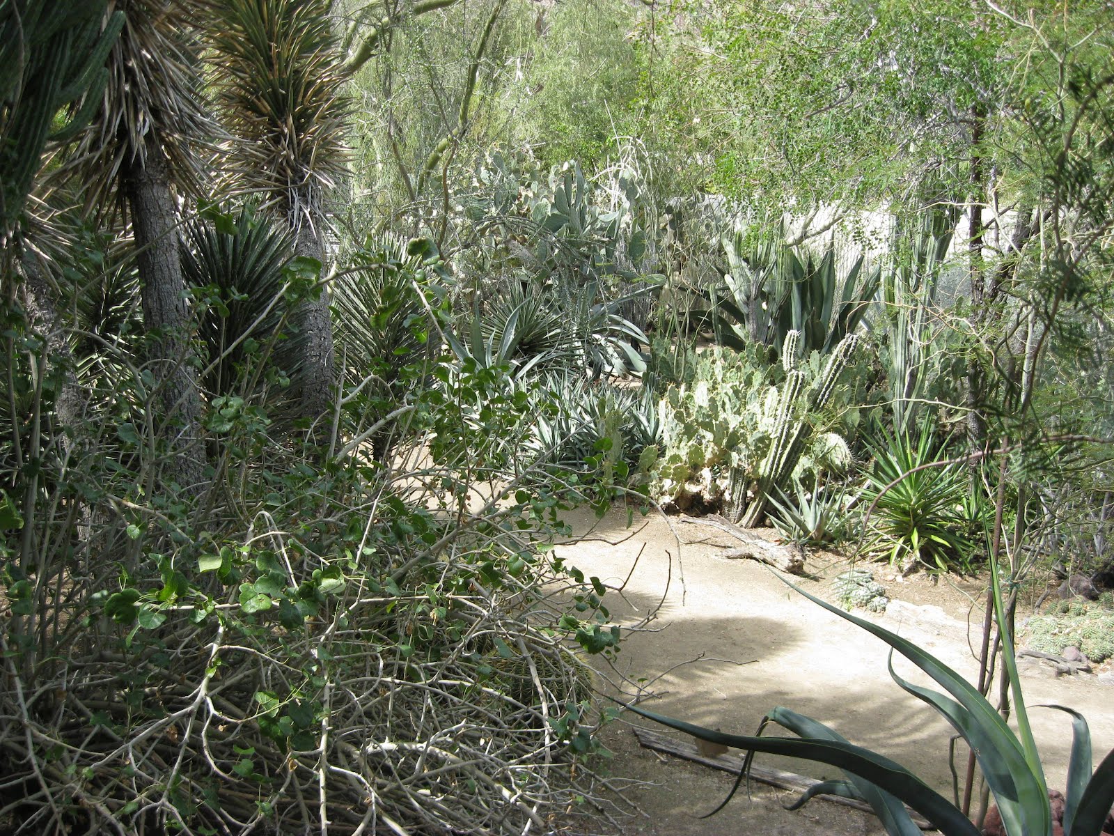 Burnett Garden Club 1988-2018: Fabulous Cactus Garden in Palm Springs CA