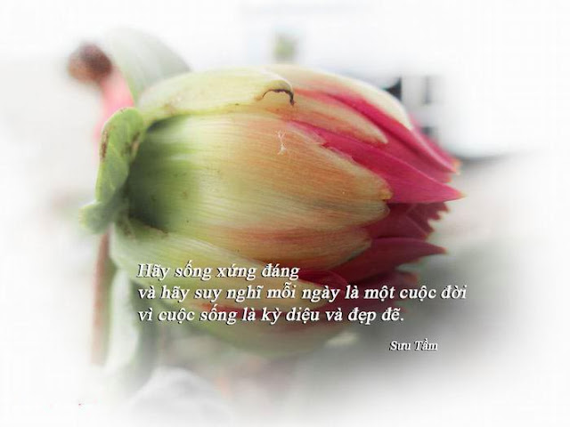 Những câu danh ngôn về cuộc sống hay và ý nghĩa - Hình 5 Những câu danh ngôn về cuộc sống hay và ý nghĩa - Hình 5