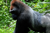 Silverback