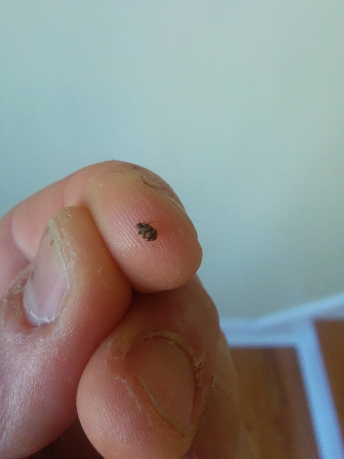 what bug is this? Community Forums