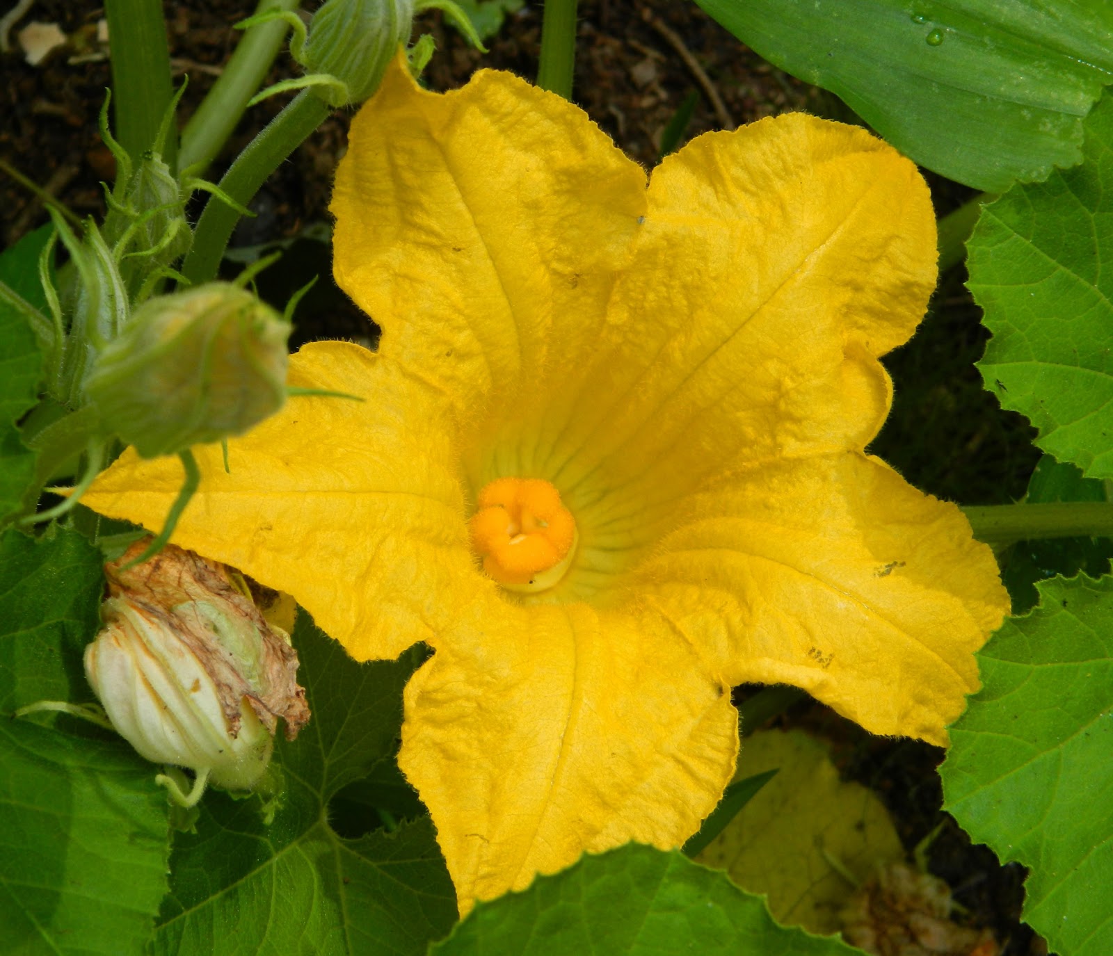 Lise's Log Cabin Life Squash Blossom Salad
