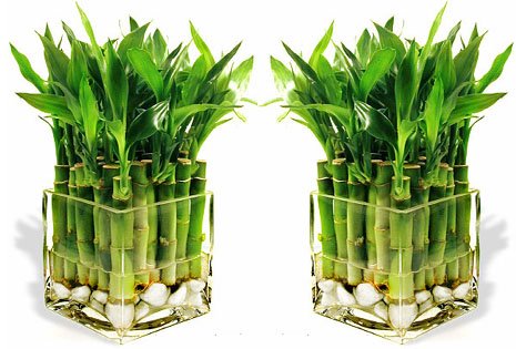 ÐаÑÑинки по запÑоÑÑ ÐºÑмнаÑÐ½Ñ ÑоÑлини бамбÑк