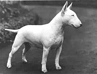 Dokter Hewan Anjing Ras Bull Terrier