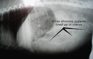 Ảnh X-quang xác định số con trên chó.