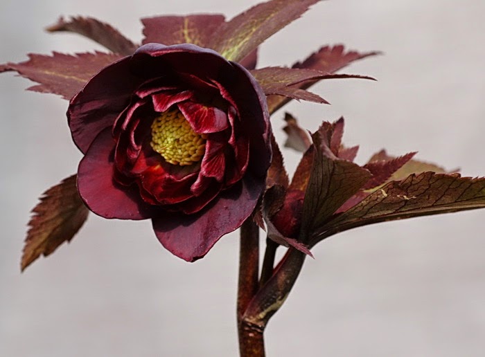 65 ⭐️極上発色花弁⭐️赤ステム⭐️赤い葉茎⭐️【ソレイユ】￼クリスマスローズ￼