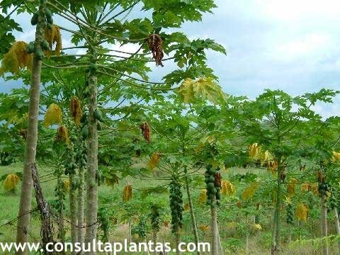 papaya carica papayo plantas rbol terrestre