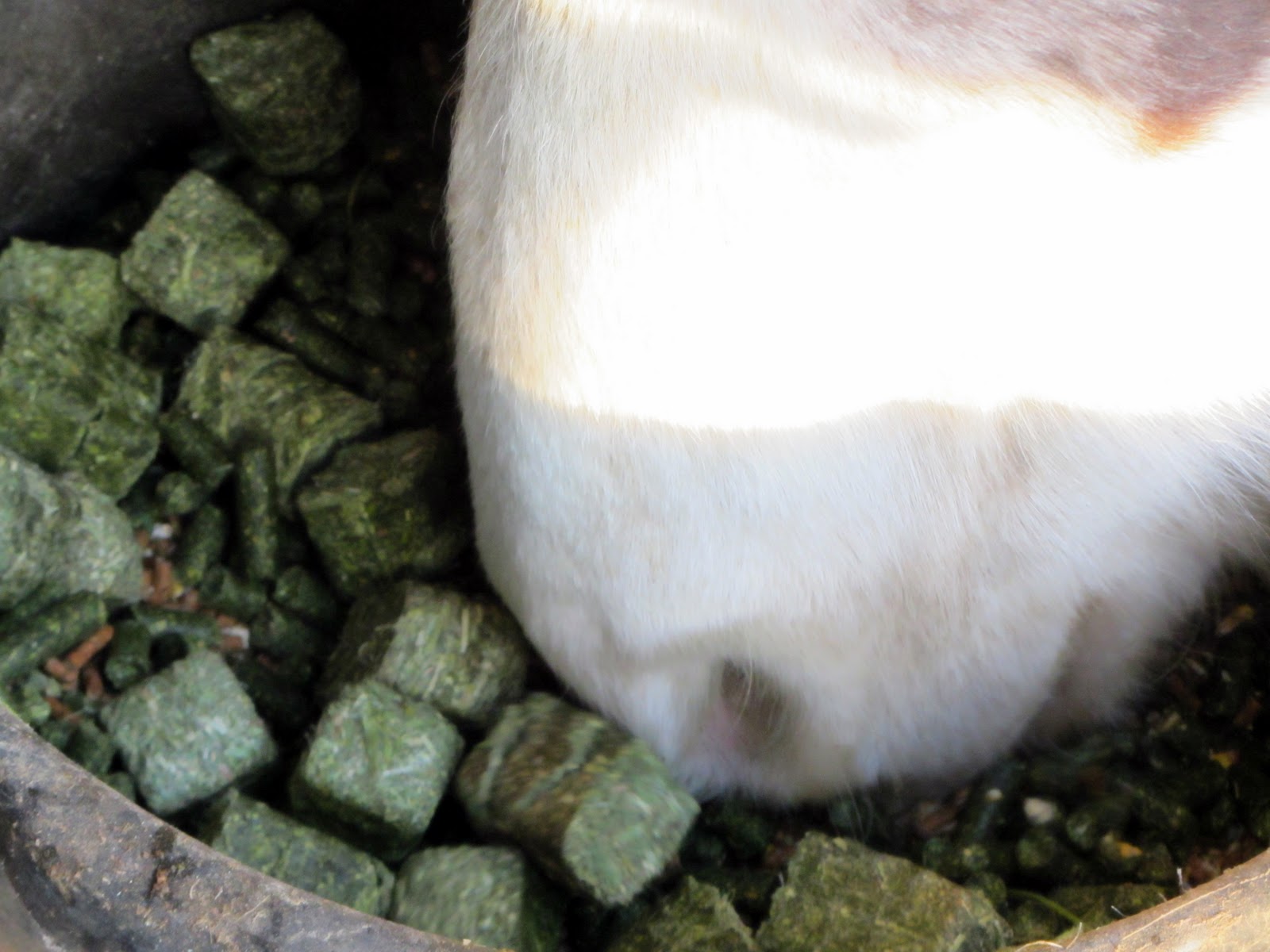 Fantastyk Voyage alfalfa hay vs. pellets