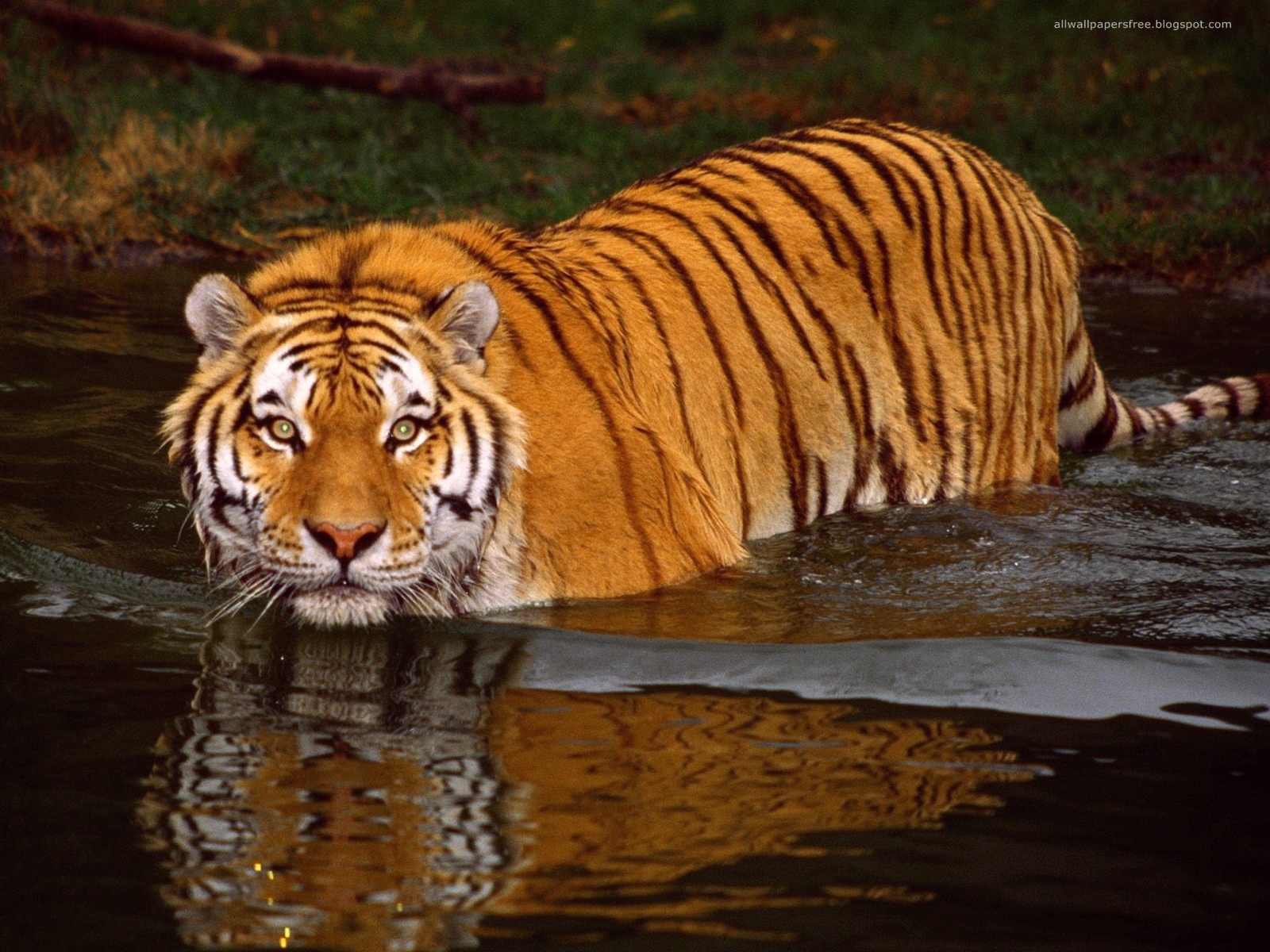 100 Dangerous Tigers Wallpapers Hottest Pictures & Wallpapers