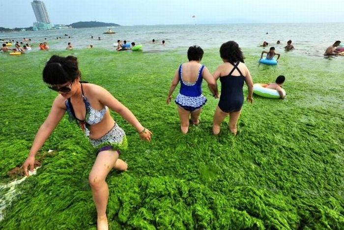 Swimming in Green Algae