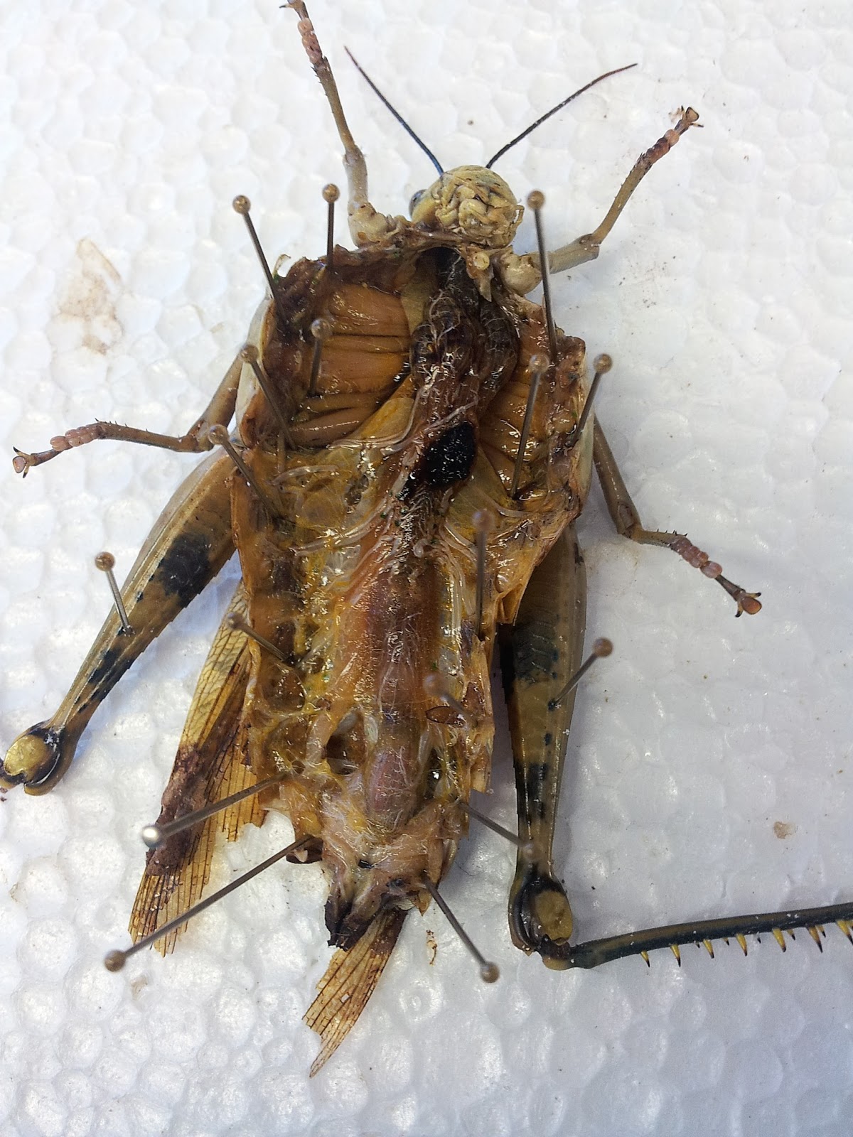 Jessie's Blue Sky Insect Phobialogy The dissecting of