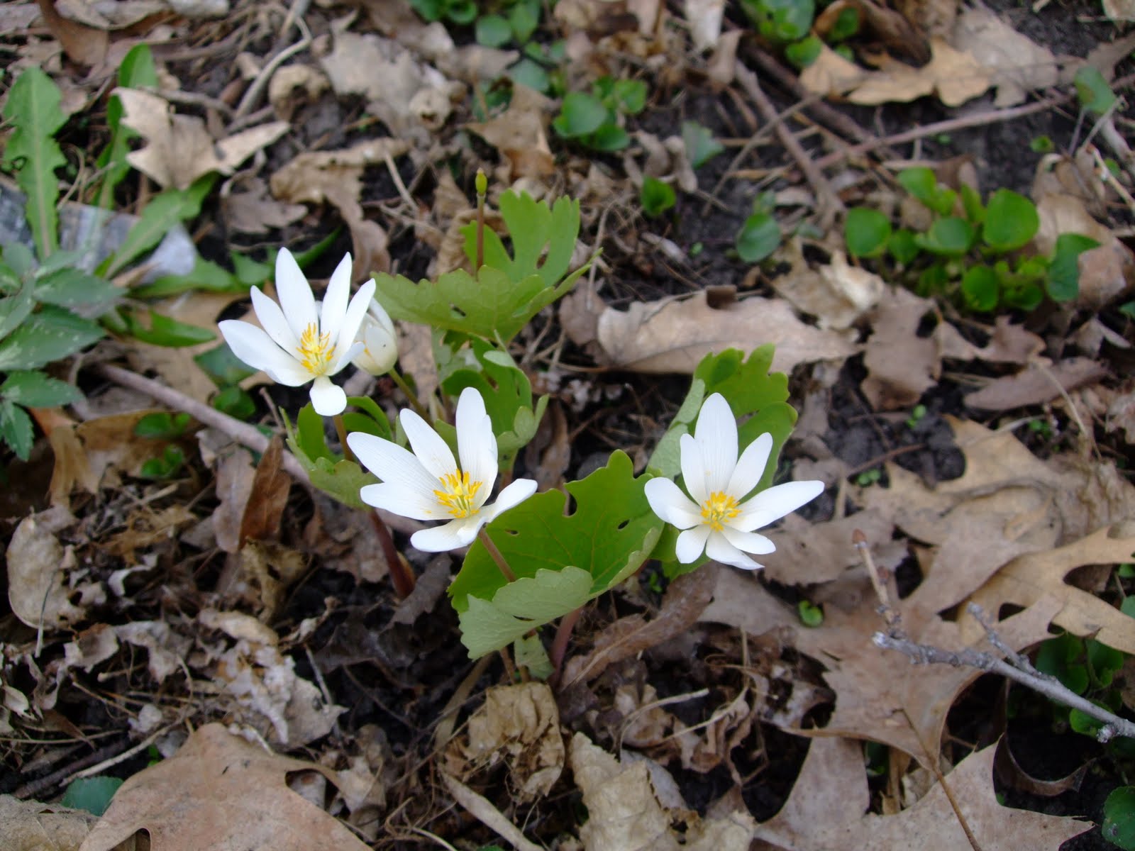 bloodroot plants plant leaves talk yes