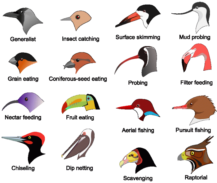 birds are warm blooded science edus note birds are warm blooded science edus note