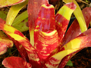 New Neoregelia cross from 2 years ago