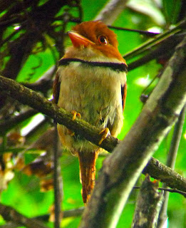 Collared Puffbird, Bucco capensis, Digiscoped by Jorge Lopes