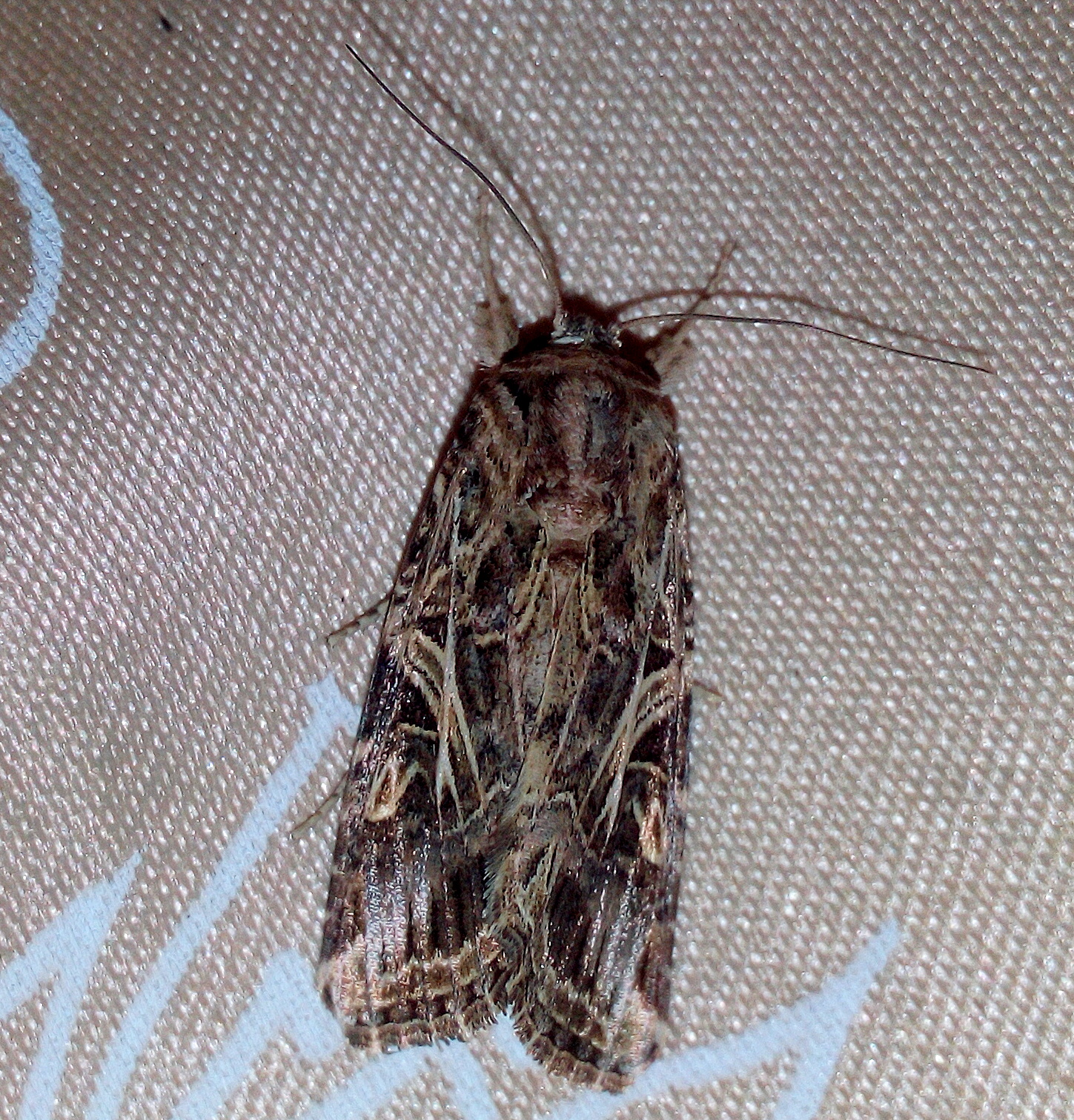Moths Of Kerala Oriental Leafworm Moth (Spodoptera litura)