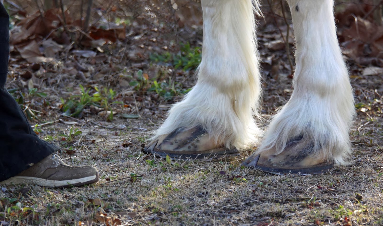 Southern Lagniappe The Clydesdales visit Vicksburg!