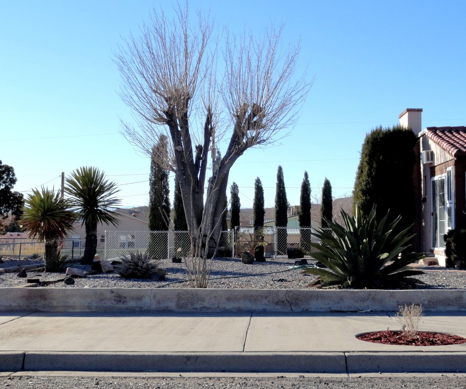 danger garden A few driveby’s in T or C, New Mexico...