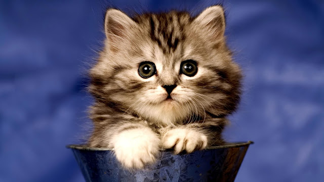 Fluffy Cute Kitten