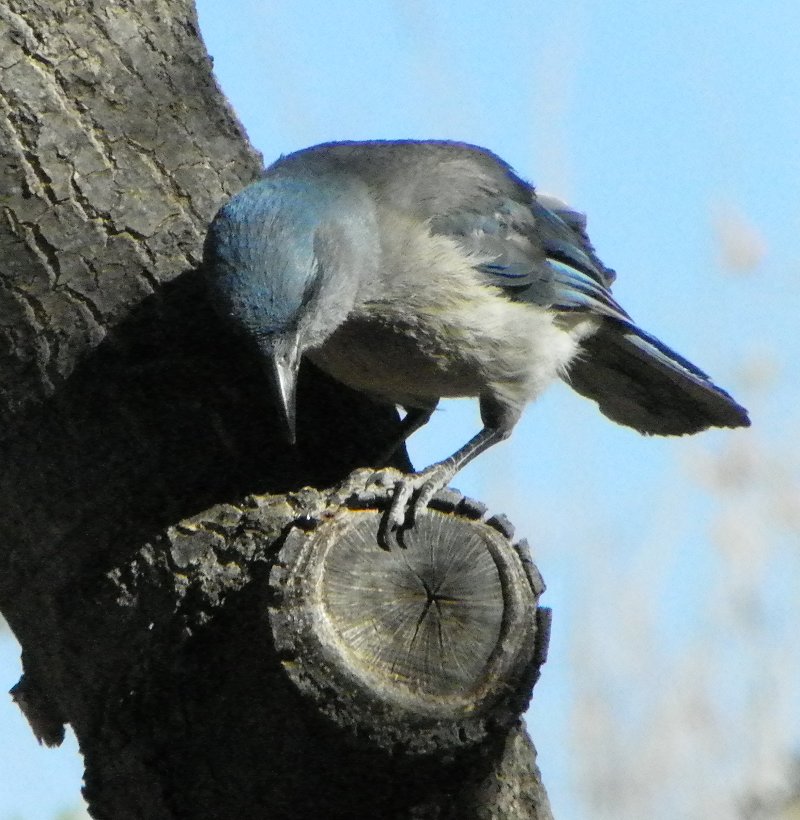 alice 46 june indochine